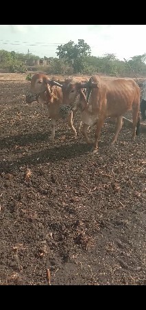 ગોધલાવેચવાના છે