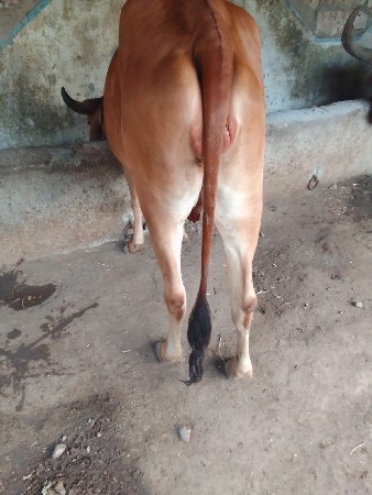 2,ગાય વેચવાની છે