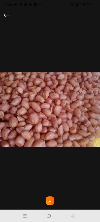 જે 20 માંડવી નું બી વેચવાનું છે
