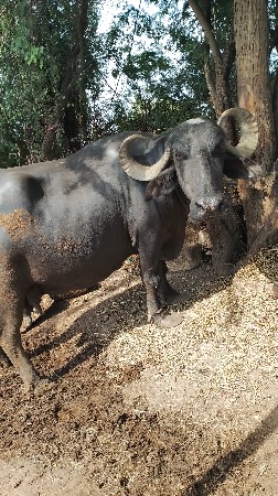 ભેંસ વેચવાની છે