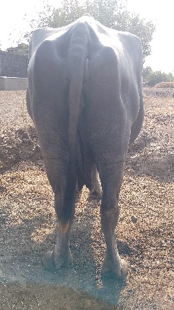 ભેંશ વેચવા ની છે