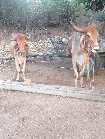99242 39740