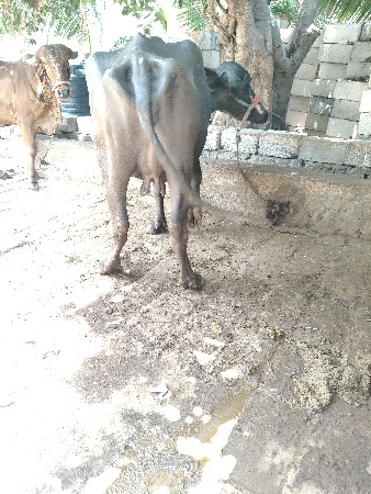 ભેંસ વેચવાની છે