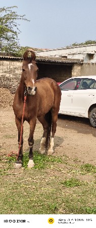 ઘોડી વેચવાની છે