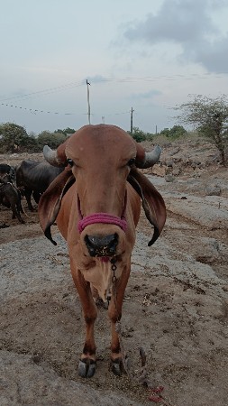 ગીર વાછડી વેચવાની છે