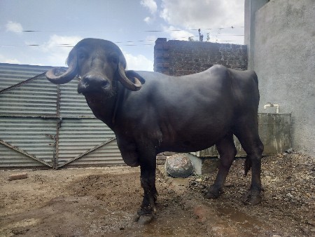 વેચવાની છે