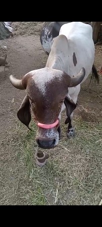 2.5 વર્ષ ની સે