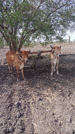ચાર ચાર દાતે