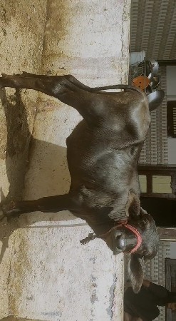પાડી વેચવાની છે