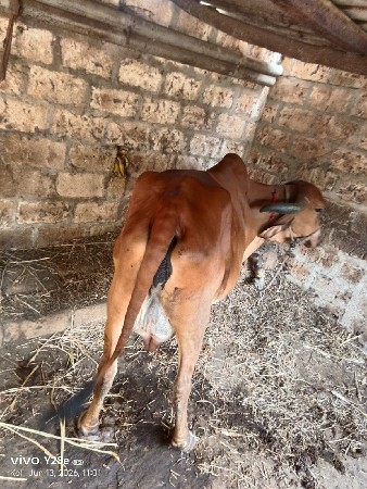 ગીર ગાય વેચવાની છે