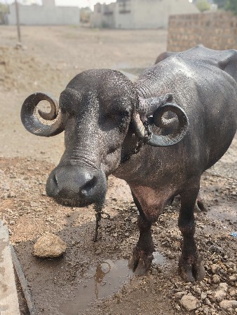 ભેસ