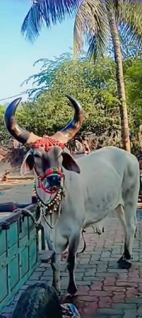9773162245