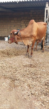 ગાય વેસવાની શે વેતર બિજુ ચાર દિ