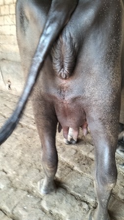pelu vetar viyanel niche padi