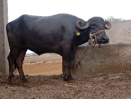 ખડેલુ વેચવાનું છે