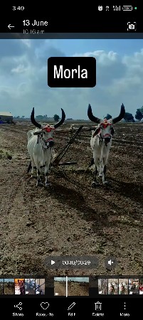 વધિયારા બરધ વેસવાના છે