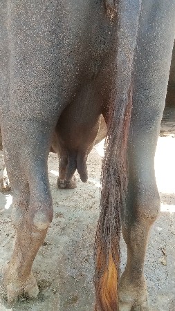 ભેંશ ત્રીજું કિંમત 70