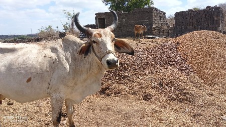આ ગાય વેચવાની છે
