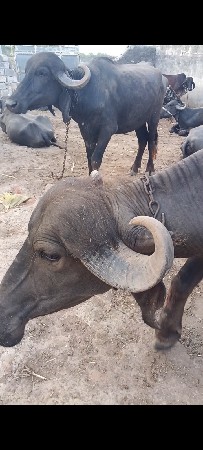 બે ખડેલા વેચાવ છે