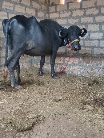 સાટાપણકરવાનાછે