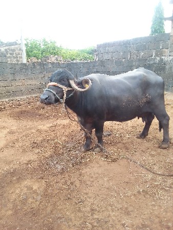 ભેશ  વેચવા ની છે