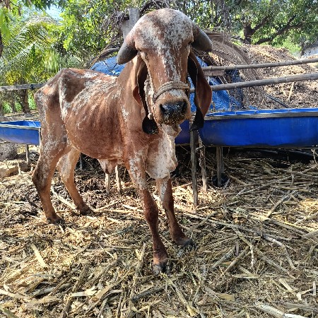 ઓડકી