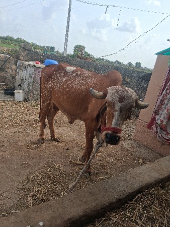 વેસવાનીસે