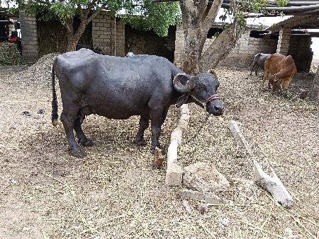 ભેંસ વેચવાની છે