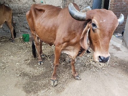 ગાય