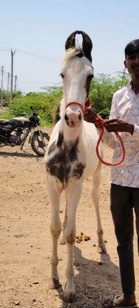 વેચવાનો સે