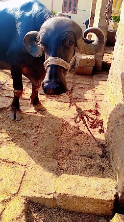 Jai shree Ram