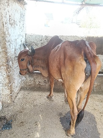 ગાય વેચવાની છે