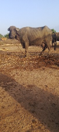 ભેંસ વેચવાનું છે