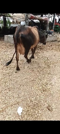 દેશી ગાય વેચવાની છે