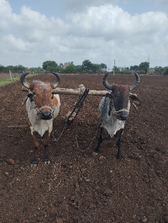 ગૉઢલા વૅસવાનાછૅ