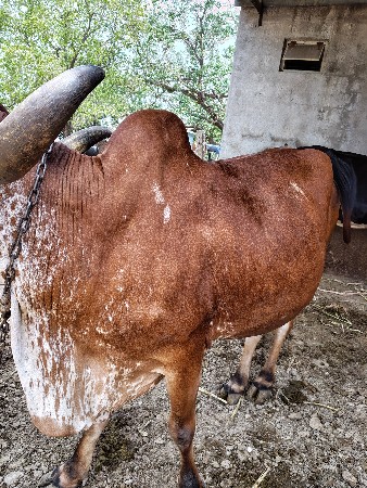 ગાય વેચવા ની છે
