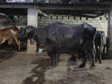 ૧૧ લીટર દૂધ એક ટાઈમ નુ