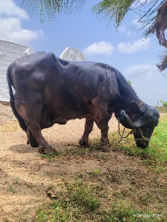ભેંશ વેચવાની છે