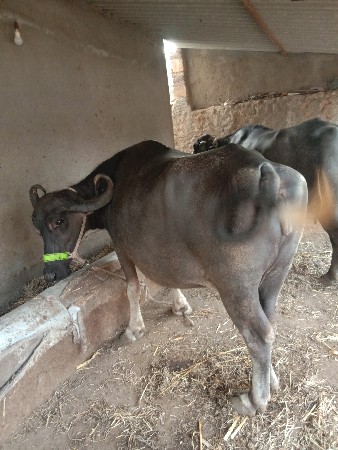 ભેસ