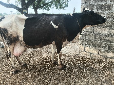 એચ. એફ. ગાય વેચવાની છે