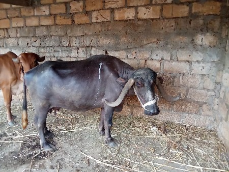 ભેંસ વેચવિછે
