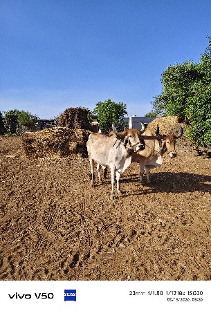 આ બળદ વેચવાના છે