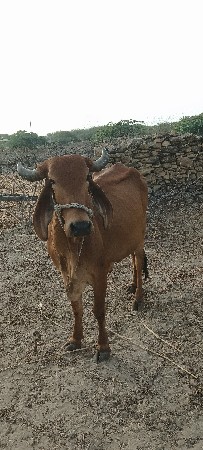 ગાય વેચવાની છે