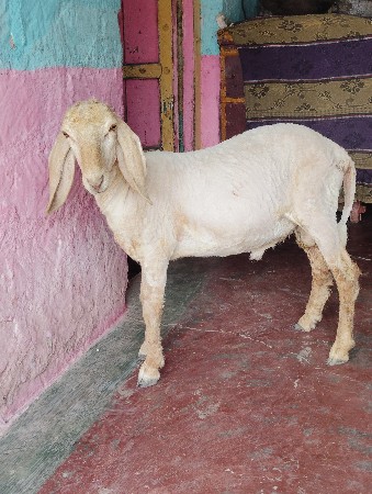 સીમાસી મેંદરડા તાલુકો જૂનાગઢ જીલ્લ