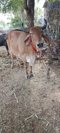 વેચવા નિ છે