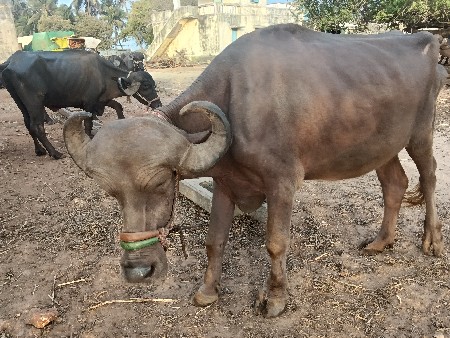 khadeli vesvani se