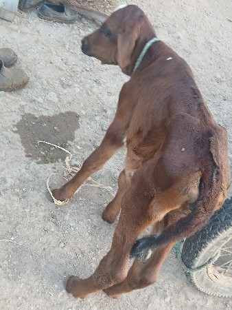 વાછરડી દેવાની છે