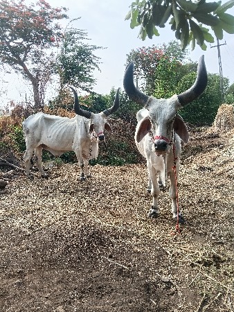 બળદ વેચવાના છે