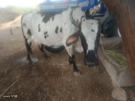 આ ગાય વેચવાની છે