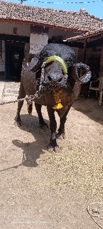 વેચવાની છે
